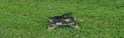 German Shepherd dogs for sale: Lawn Green Male - Ad 10