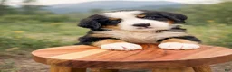 Bernese Mountain Dog dogs for sale: Joey - Ad 3