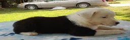 Mixed Breed dogs for sale: Snow Cap - Ad 3