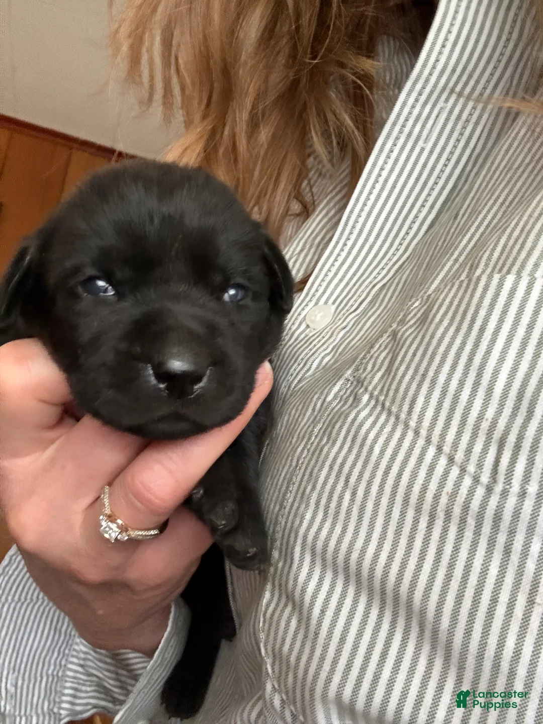 Labrador Retriever dogs for sale: Labrador Retriever Puppy 4 JaxSon  - Ad 2
