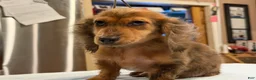 Miniature Dachshund dogs for sale: 2 blue eyes!!! - Ad 7