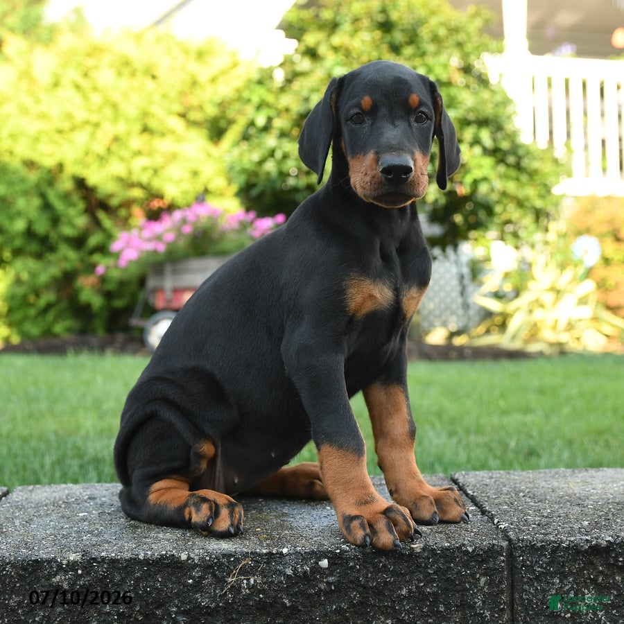 Doberman Pinscher dogs Izzy - Ad 1