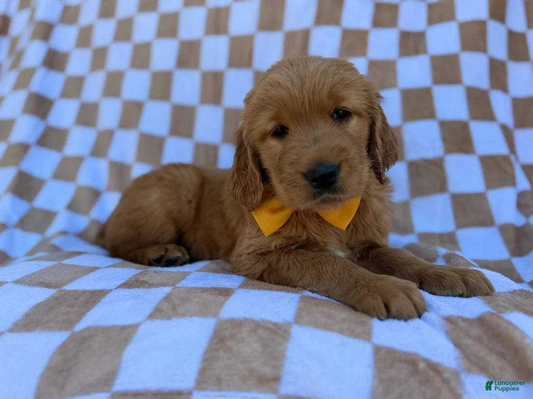 Golden Retriever dogs for sale: Mikey - Ad 1
