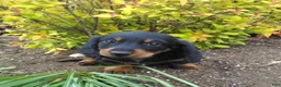 Dachshund dogs for sale: Lexi - Ad 6