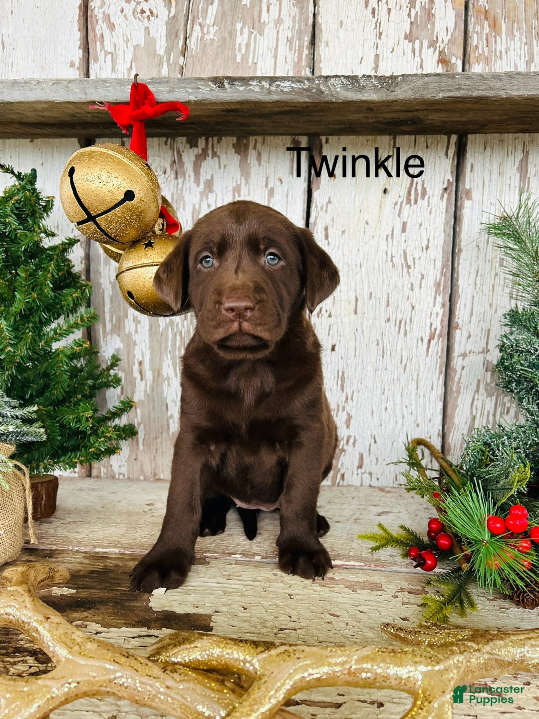 Labrador Retriever dogs for sale: Twinkle  - Ad 1