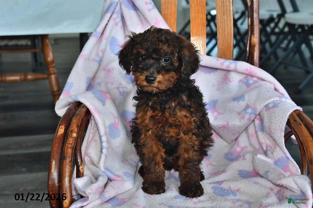 Miniature Poodle dogs Ollie - Ad 2