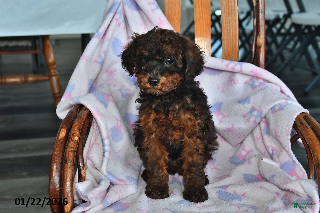Miniature Poodle dogs for sale: Ollie - Ad 2