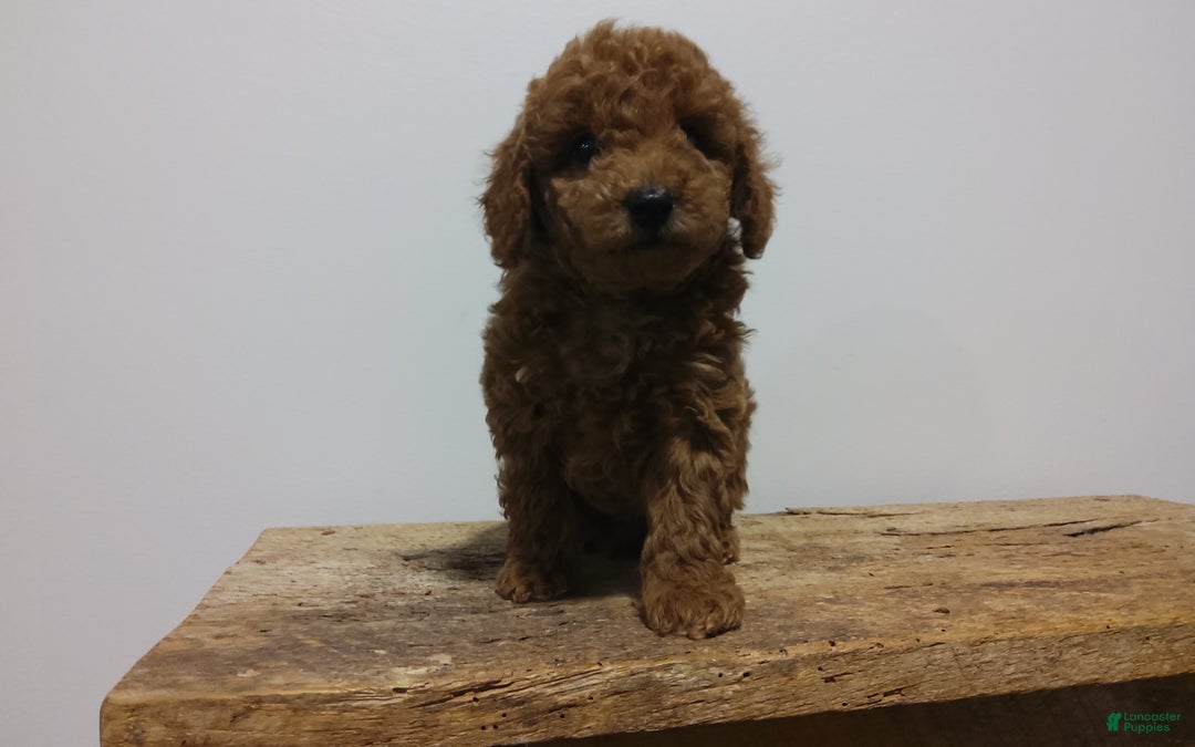 Miniature Poodle dogs for sale: Miniature Poodle Puppy 2 - Ad 3