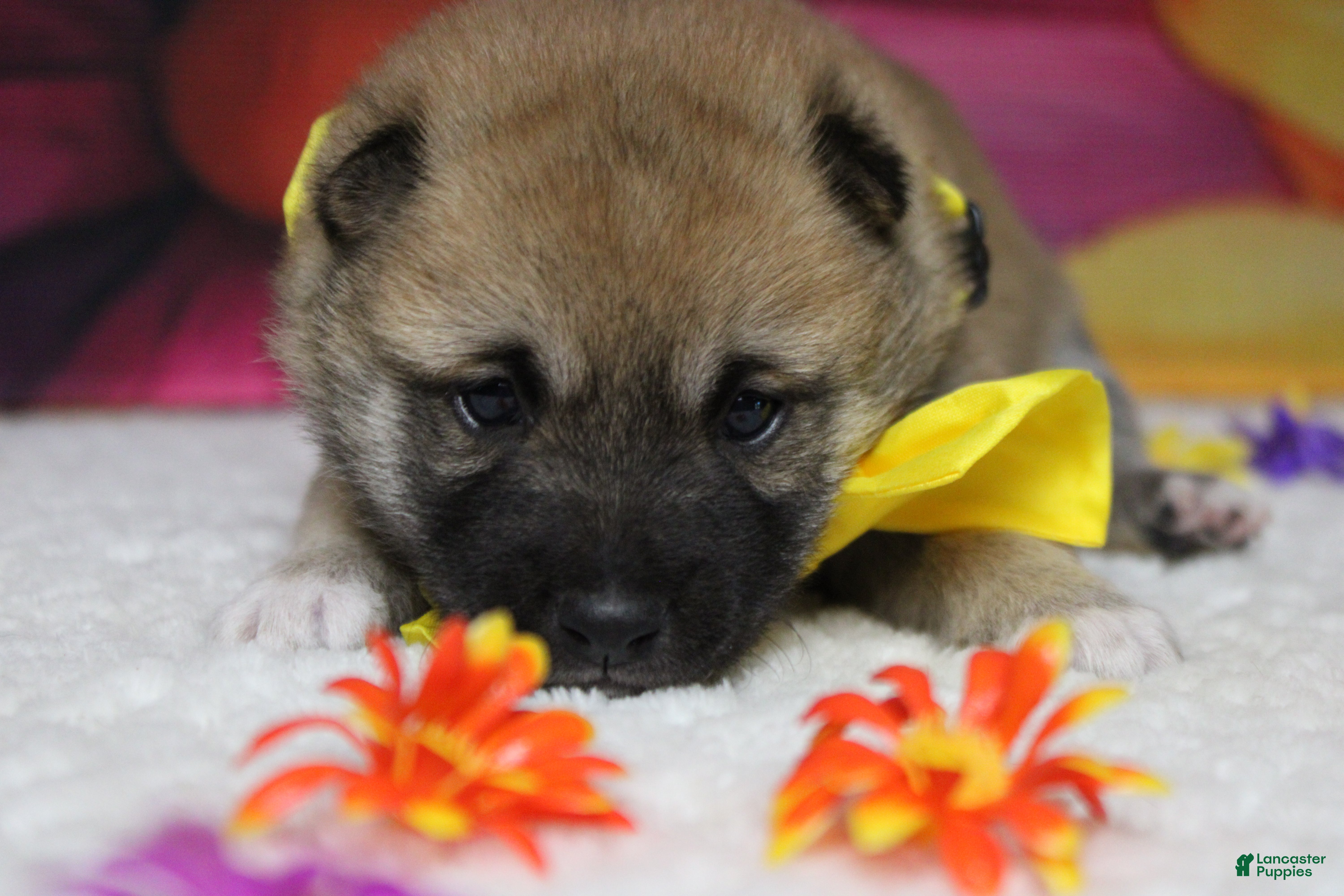 Shiba Inu dogs Dylan  - Ad 27