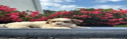 Cavapoo dogs for sale: Finn - Ad 4