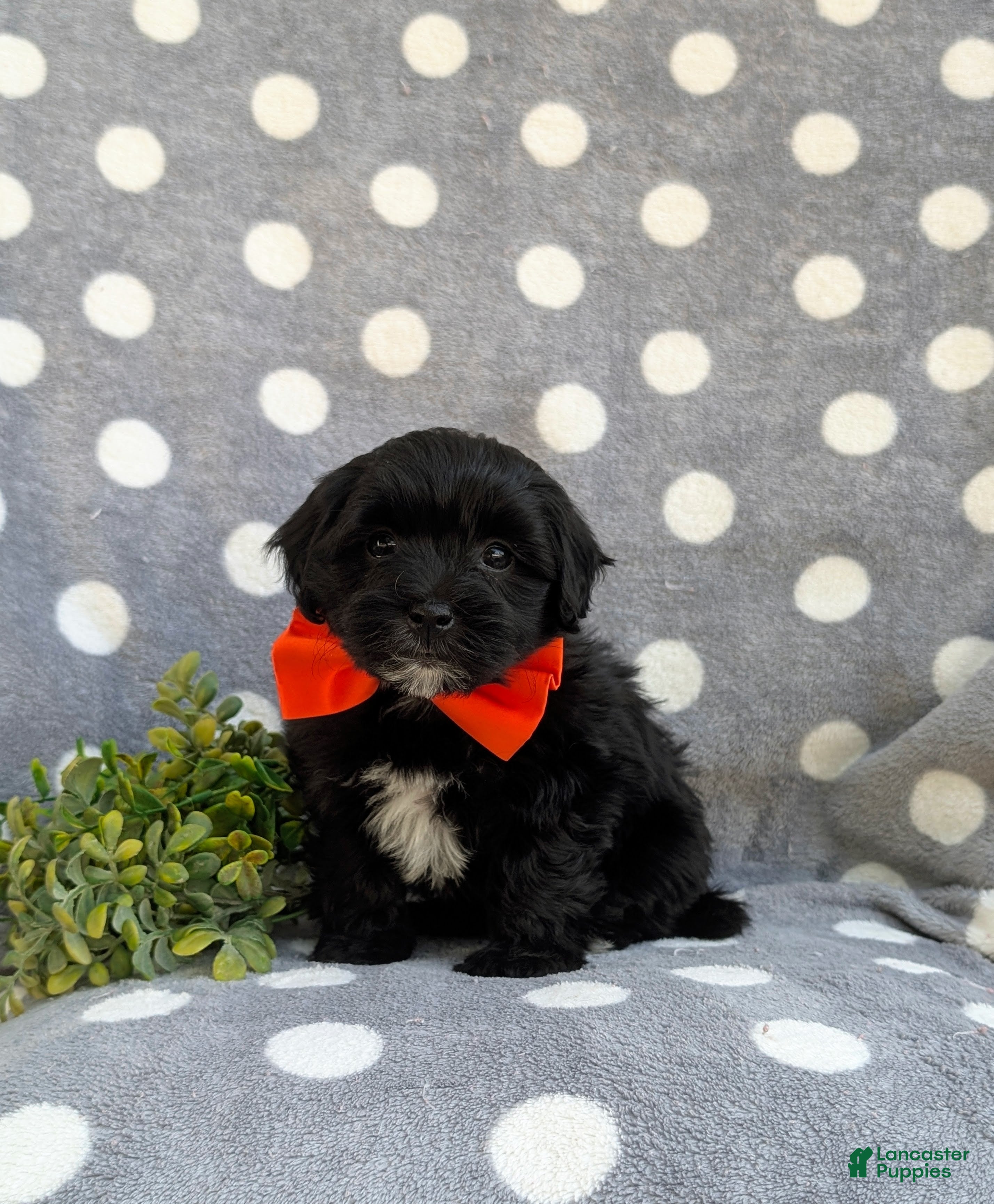 Havapoo dogs Rascal Hypoallergenic - Ad 1