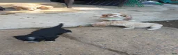 Mini Bernedoodle dogs for sale: Adele - Ad 11