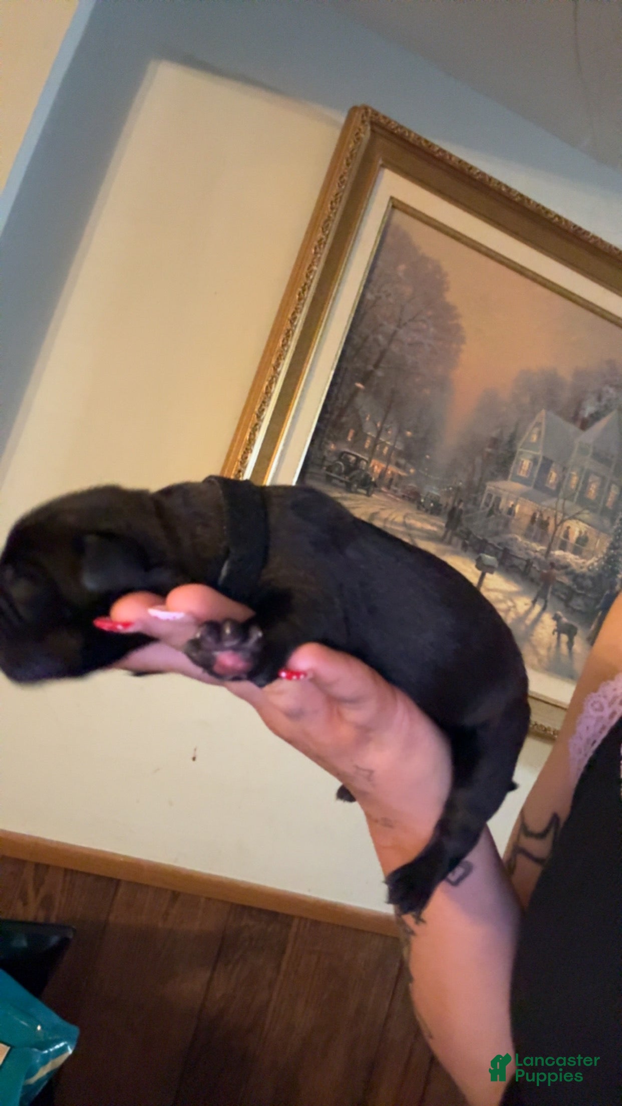 Cane Corso dogs black collar  - Ad 18