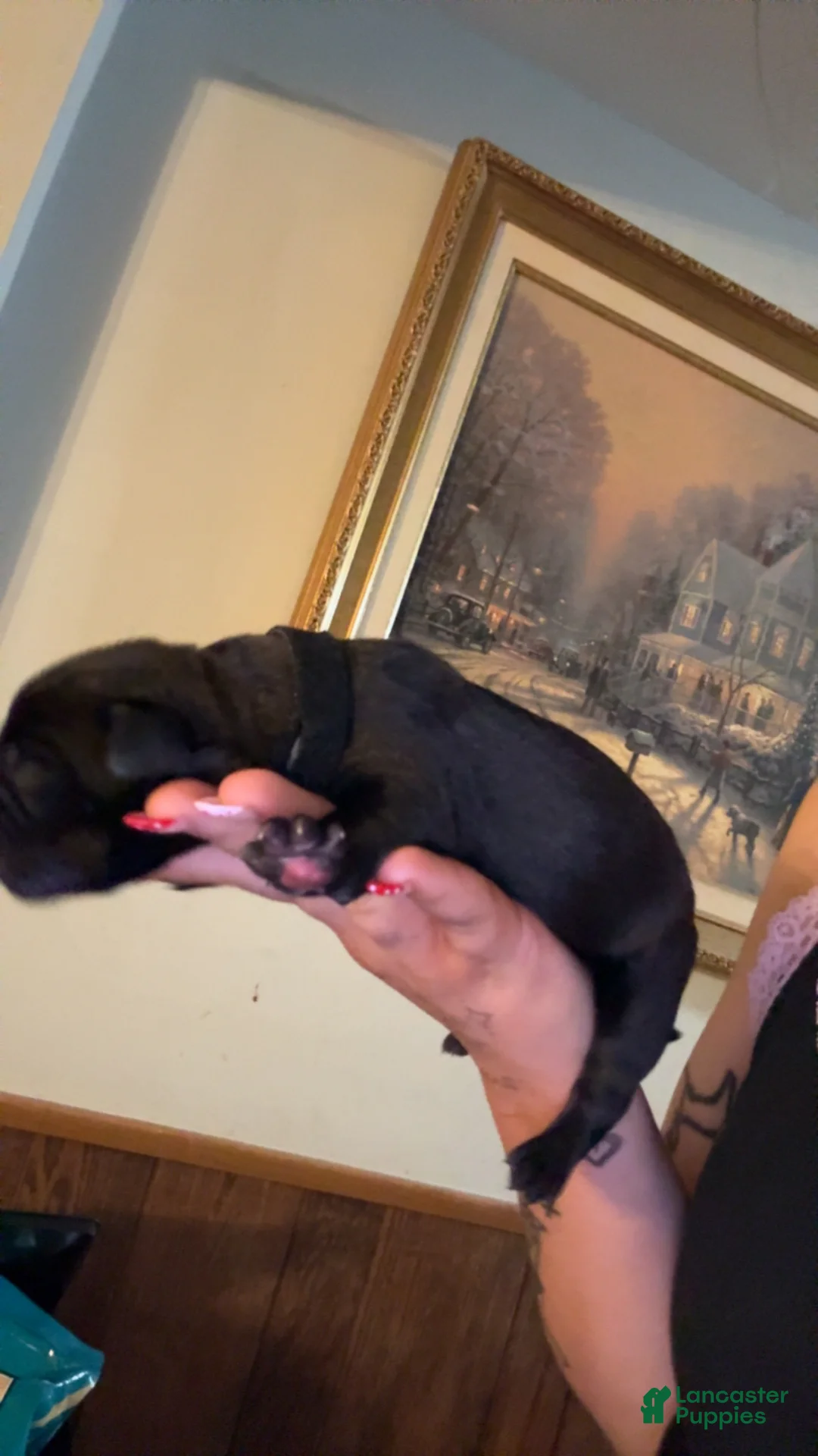 Cane Corso dogs for sale: black collar  - Ad 1