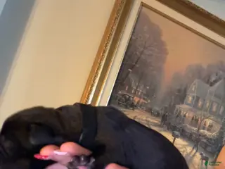 Cane Corso dogs black collar - Ad 22