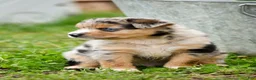 Miniature Australian Shepherd dogs for sale: Miniature Australian Shepherd 3 - Ad 6