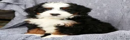 Mini Bernedoodle dogs for sale: Bryan - Ad 8