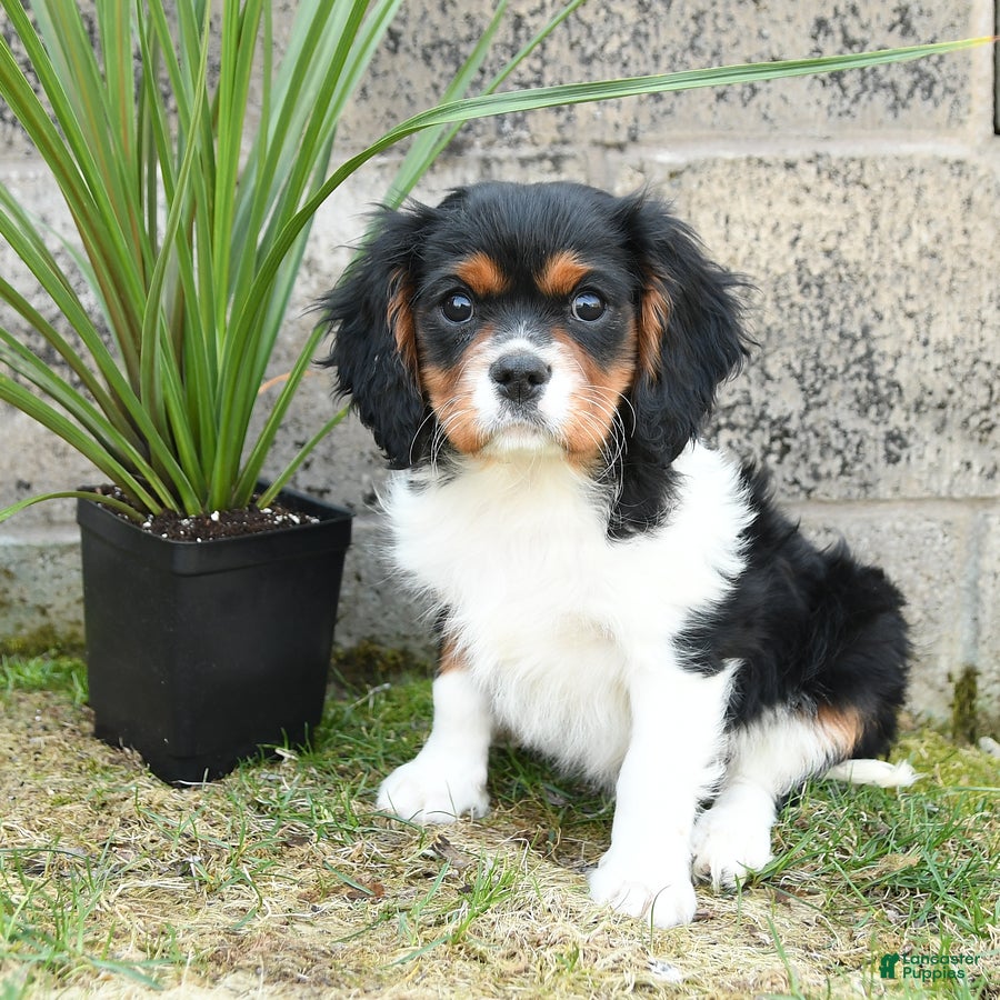 Cavalier King Charles Spaniel dogs Casper - Ad 2