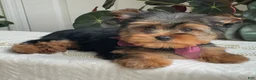 Yorkshire Terrier dogs for sale: Flo - Ad 15