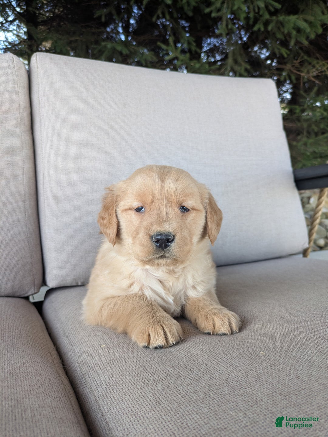Golden Retriever dogs for sale: Jewel - Ad 1