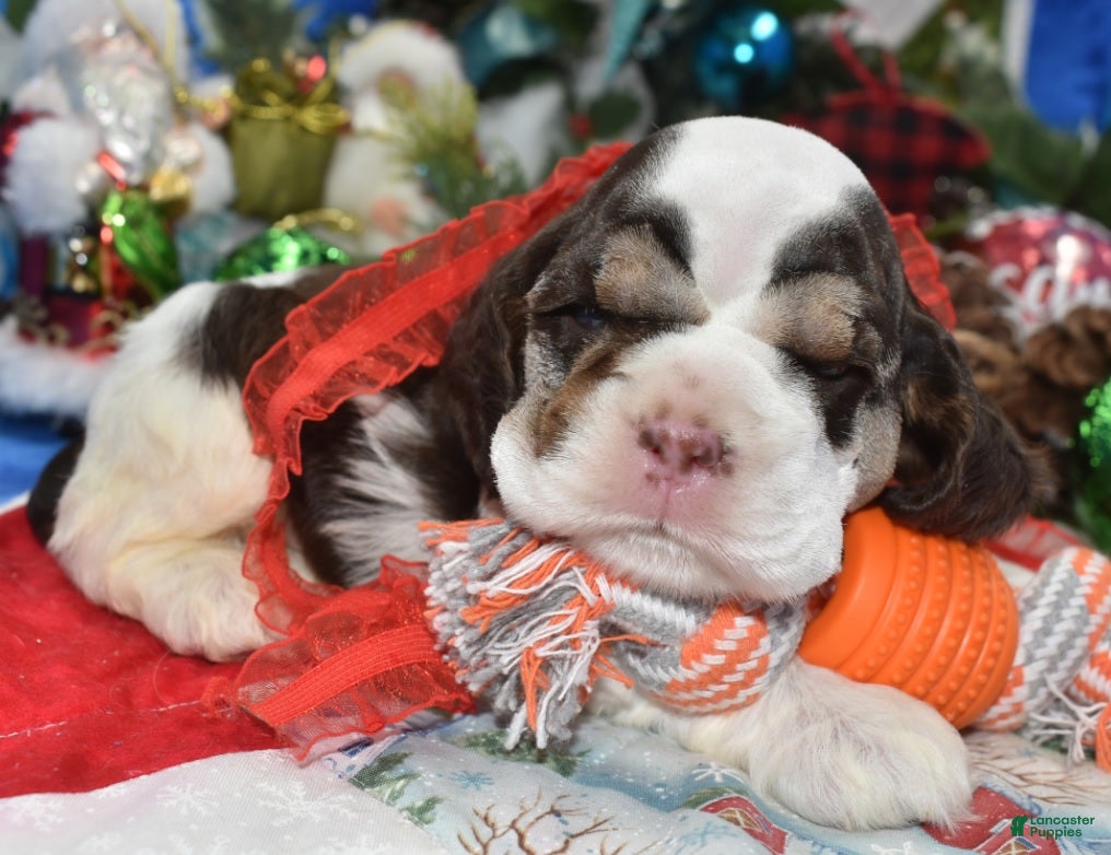 Cocker Spaniel dogs AKC Nick Chocolate Tan Parti American Cocker Spaniel Puppy for sale. - Ad 27