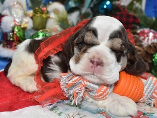 Cocker Spaniel dogs AKC Nick Chocolate Tan Parti American Cocker Spaniel Puppy for sale. - Ad 11