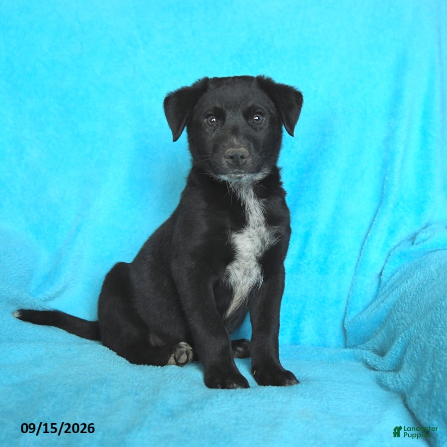 Mixed Breed dogs Tinker - Ad 1
