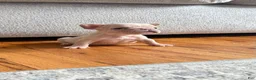 French Bulldog dogs for sale: Tiny - Ad 3
