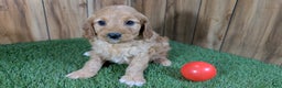 Cavapoo dogs for sale: Milly Girl 1 - Ad 2