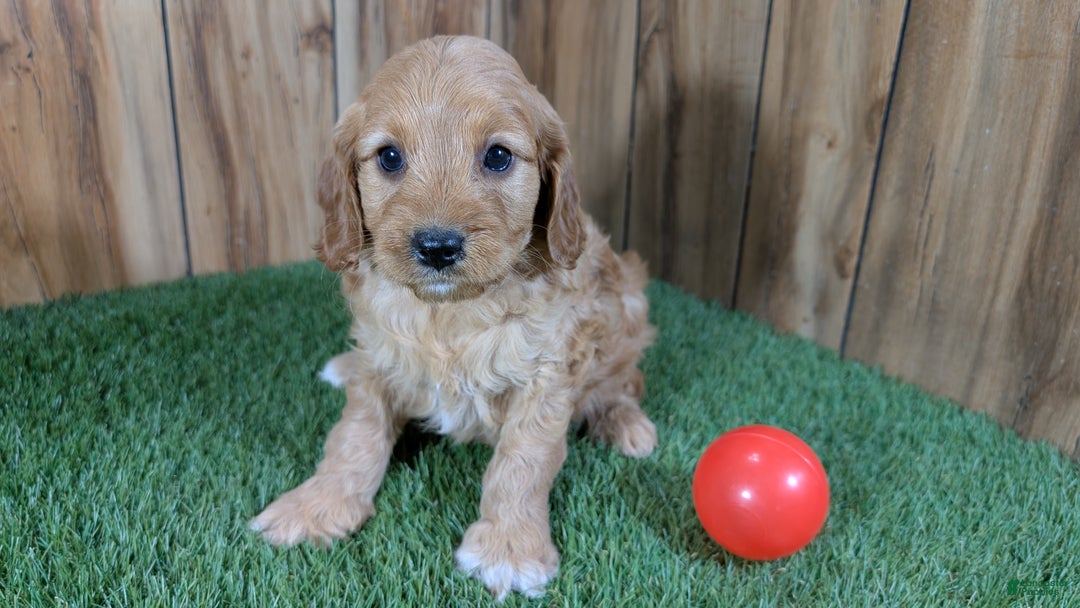Cavapoo dogs for sale: Milly Girl 1 - Ad 2