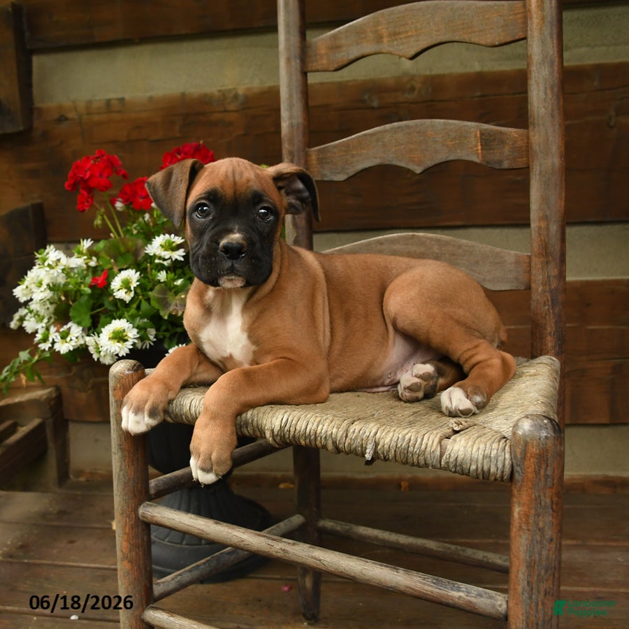 Boxer dogs Boomer - Ad 2