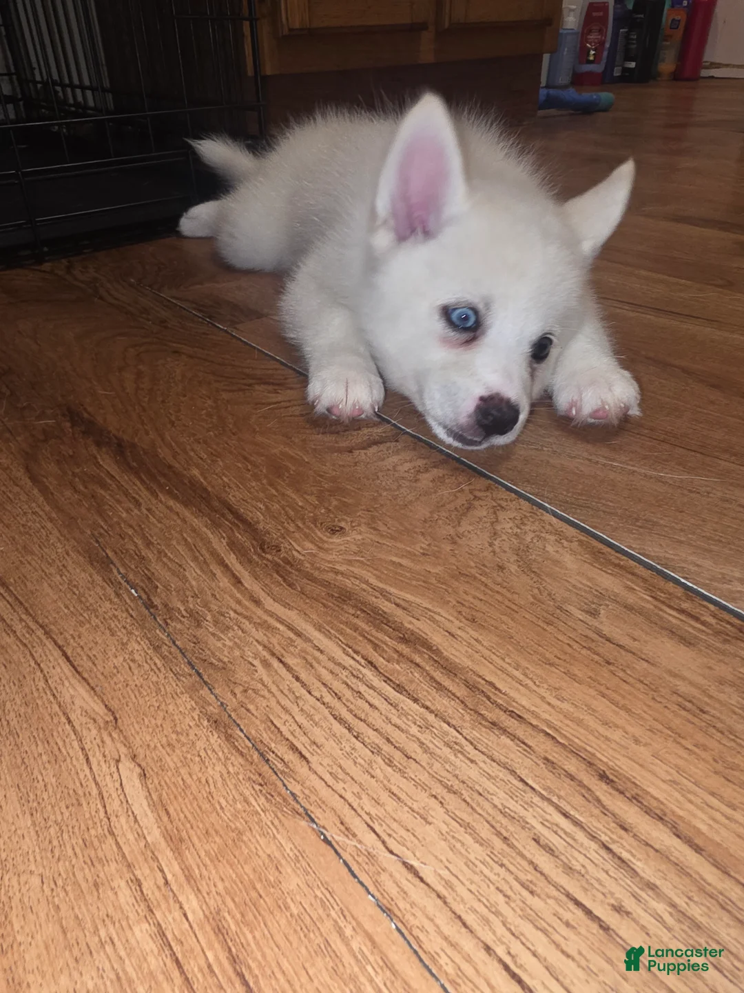 Pomsky dogs for sale: Polar - Ad 2