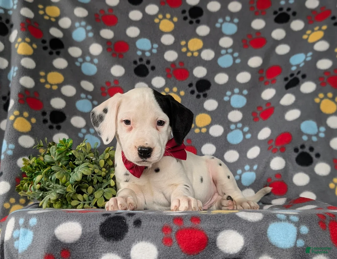 Dalmatian dogs for sale: Jordan - Ad 6