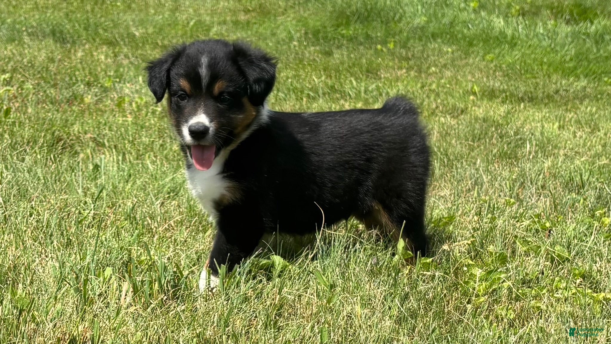 Miniature Australian Shepherd dogs Miniature Australian Shepherd Puppy 11 - Ad 1