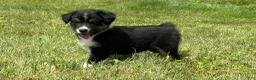 Miniature Australian Shepherd dogs for sale: Miniature Australian Shepherd Puppy 11 - Ad 1