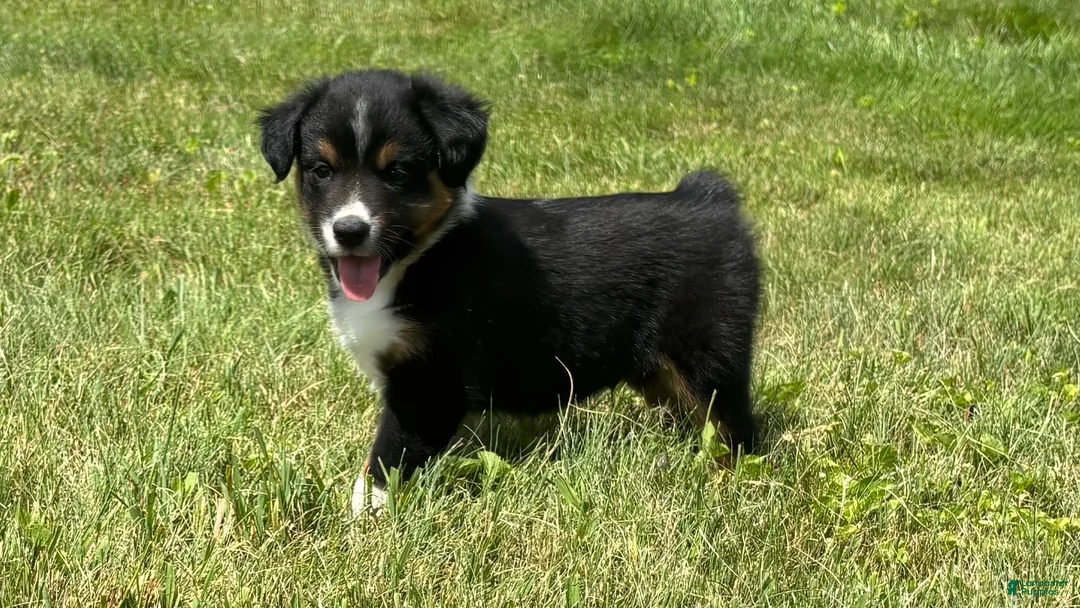 Miniature Australian Shepherd dogs for sale: Miniature Australian Shepherd Puppy 11 - Ad 1