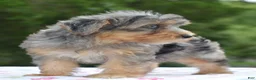 Yorkiepoo dogs for sale: Sapphire blue eyes  - Ad 15