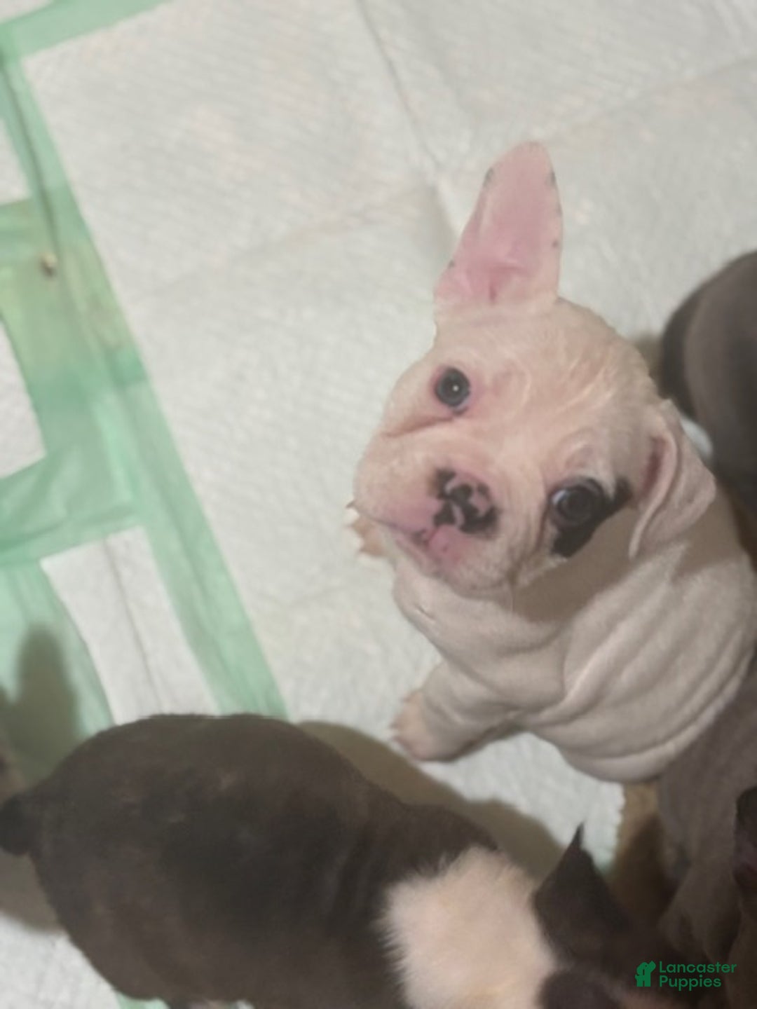 Mixed Breed dogs for sale: Spot - Ad 2