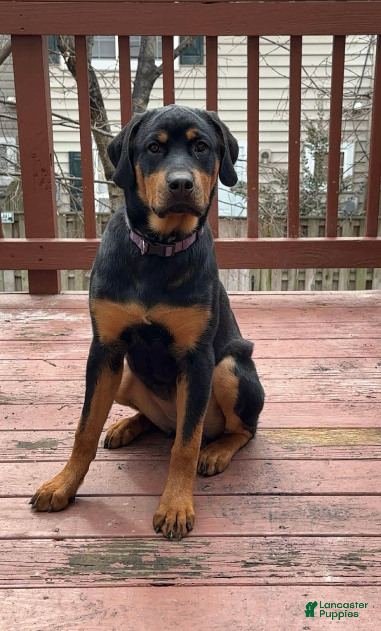 Rottweiler dogs Nova - Ad 1