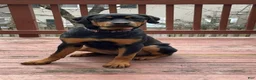 Rottweiler dogs for sale: Nova - Ad 1