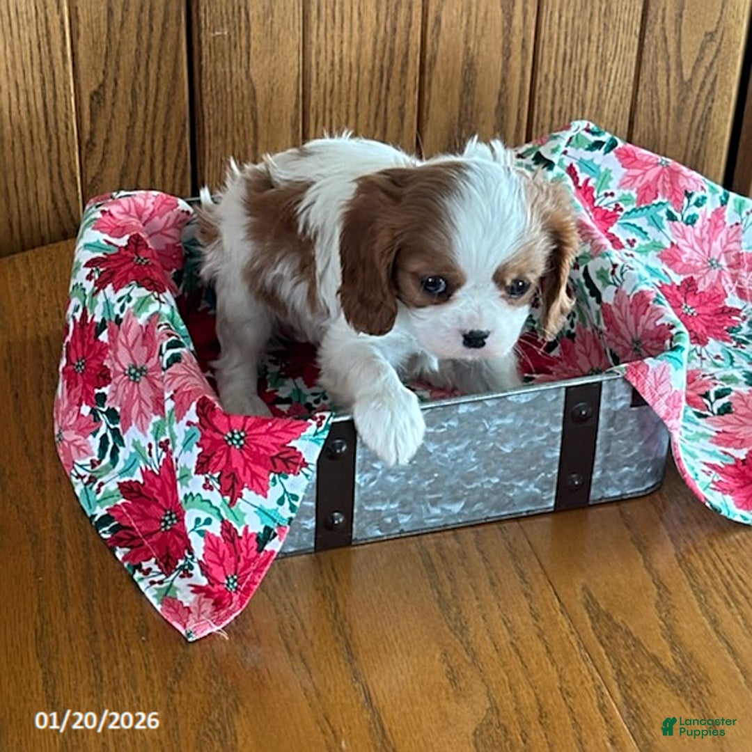 Cavalier King Charles Spaniel dogs for sale: Montey - Ad 3