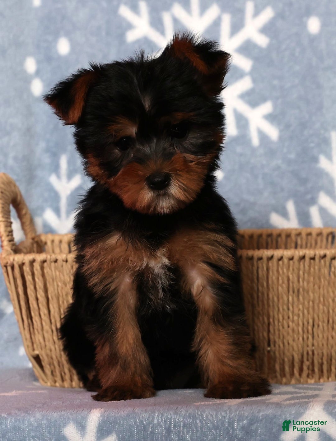 Yorkshire Terrier dogs for sale: Amber - Ad 2