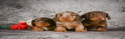 Miniature Dachshund dogs for sale: Callie - Ad 8