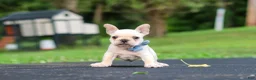 French Bulldog dogs for sale: Koby - Ad 4