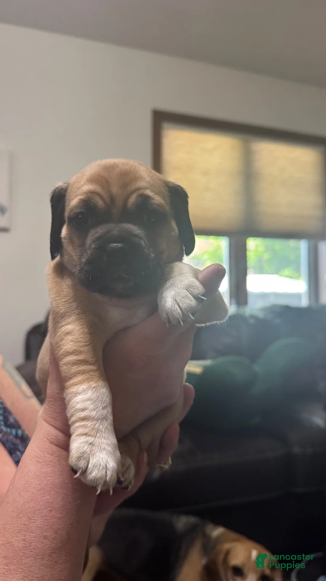 Puggle dogs for sale: Light pink collar  - Ad 1