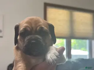 Puggle dogs for sale: Light pink collar - Ad 4