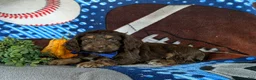 Cockapoo dogs for sale: Farlow - Ad 4