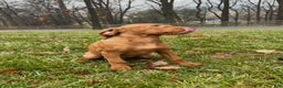 Vizsla dogs for sale: Lola - Ad 4