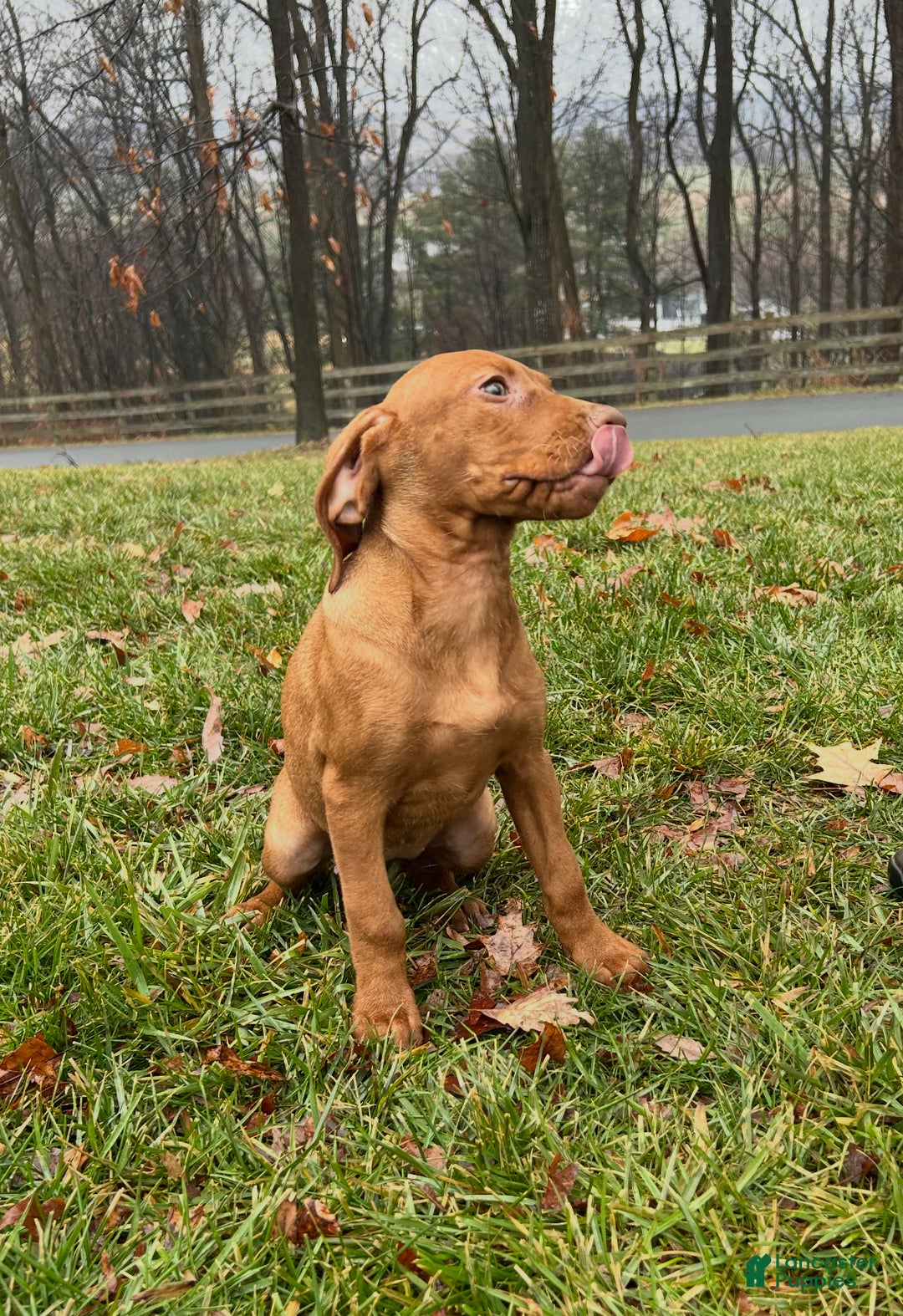 Vizsla dogs for sale: Lola - Ad 4
