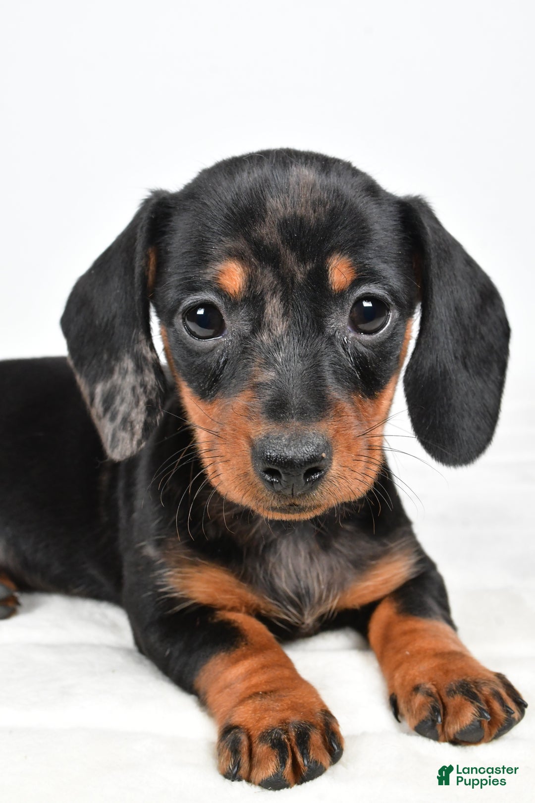 Miniature Dachshund dogs for sale: Cassandra - Ad 3